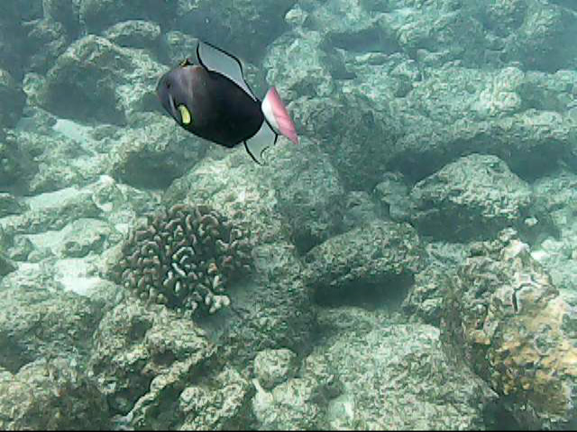 Day13 snorkeling-